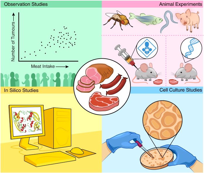 study the link between meat consumption and Colon Cancer