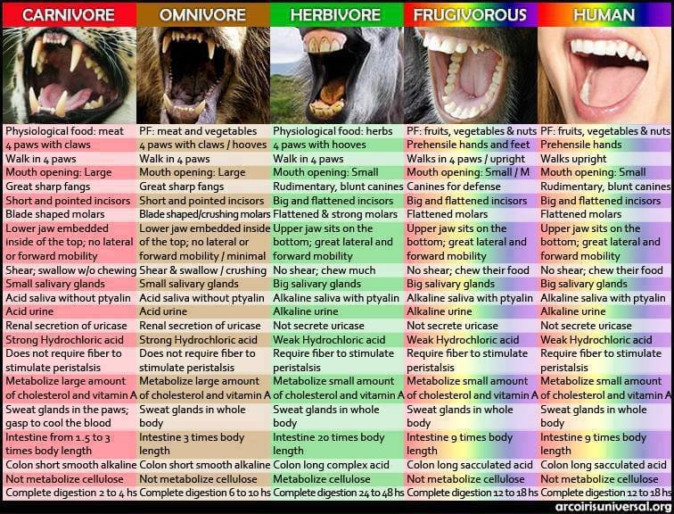 comparative anatomy of frugivore